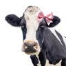 Фото профиля cow