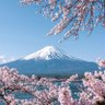 Profilbild von 🌸桜咲く🌸