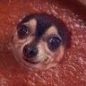 Profilbild von RedpilledVoice