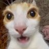 Dalty's profile picture