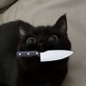 BoyOhBoyo profil fotoğrafı