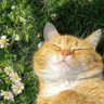 うめぼしのパパ profil fotoğrafı