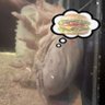 chordate's profile picture