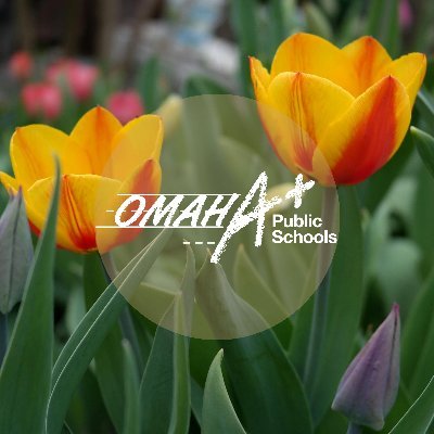 OmahaPubSchool's profile picture