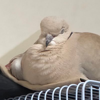 _ytk_owl's profile picture