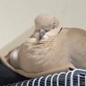 はと🐦🕊(にゅう)'s profile picture