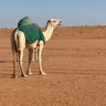 مشاري سالم 的头像