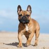 FrenchBrownie profil fotoğrafı