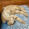 ねこ好きなMUSIC FAN profil fotoğrafı