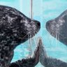 🐾 proxy | sealtwt🦭🐾's profile picture