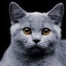 Profilbild von Ismael Andrea