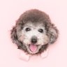 コアラいぬのパースちゃん 的头像