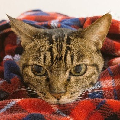キジトラとらにゃん's profile picture