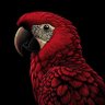 ADIGUN ABASS profil fotoğrafı