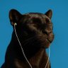 不蕉绿 profil fotoğrafı