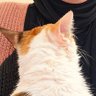 أنسانه تحاول ولكن... 的头像