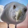 жуй без соли's profile picture