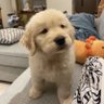 passmethepeppy🐾 的头像