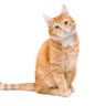 Profilbild von ねこねこ1221