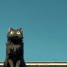 pie's profile picture