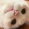 故古井亥ヰ's profile picture