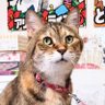 Фото профиля 🐈⬛建太郎🐱