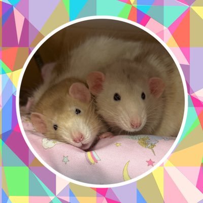 shishimaru_918's profile picture