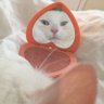 vivi ๐ฎ๐ธ )))๐ก๏ธ's profile picture