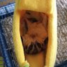 rapunzel ajaa profil fotoğrafı