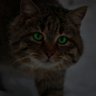 RaduOG profil fotoğrafı