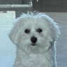 Profilbild von PaoPao