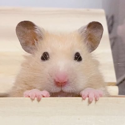 ハムサピエンス(雑多アカ)'s profile picture