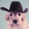 dingo's profile picture