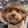 txdmc's profile picture