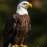 Citadel's profile picture
