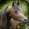 Cedar4 profil fotoğrafı