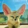 Profilbild von MoFox