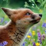 Ban The Hunt NI 🦊 profil fotoğrafı