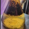 Profilbild von stinky bong water