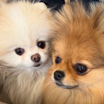 かわいい犬たち's profile picture