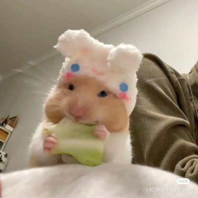 いのり🌸's profile picture