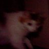 Astral's profile picture