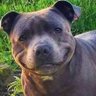 Bud-man 4241's profile picture