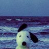 拘泥's profile picture