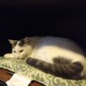 meanmachine392's profile picture