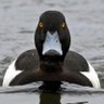 Profilbild von Beady McDuckface