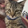 andrewlima8's profile picture