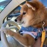 柴犬 ポン2 的头像