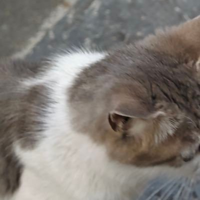 吱吱吱's profile picture