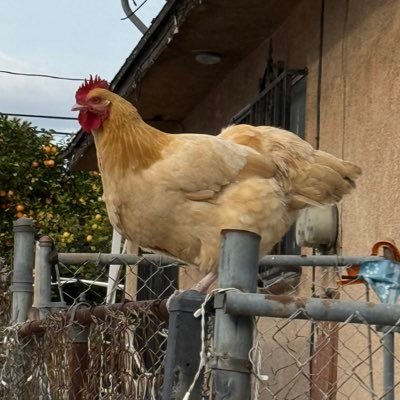 dannethboi's profile picture